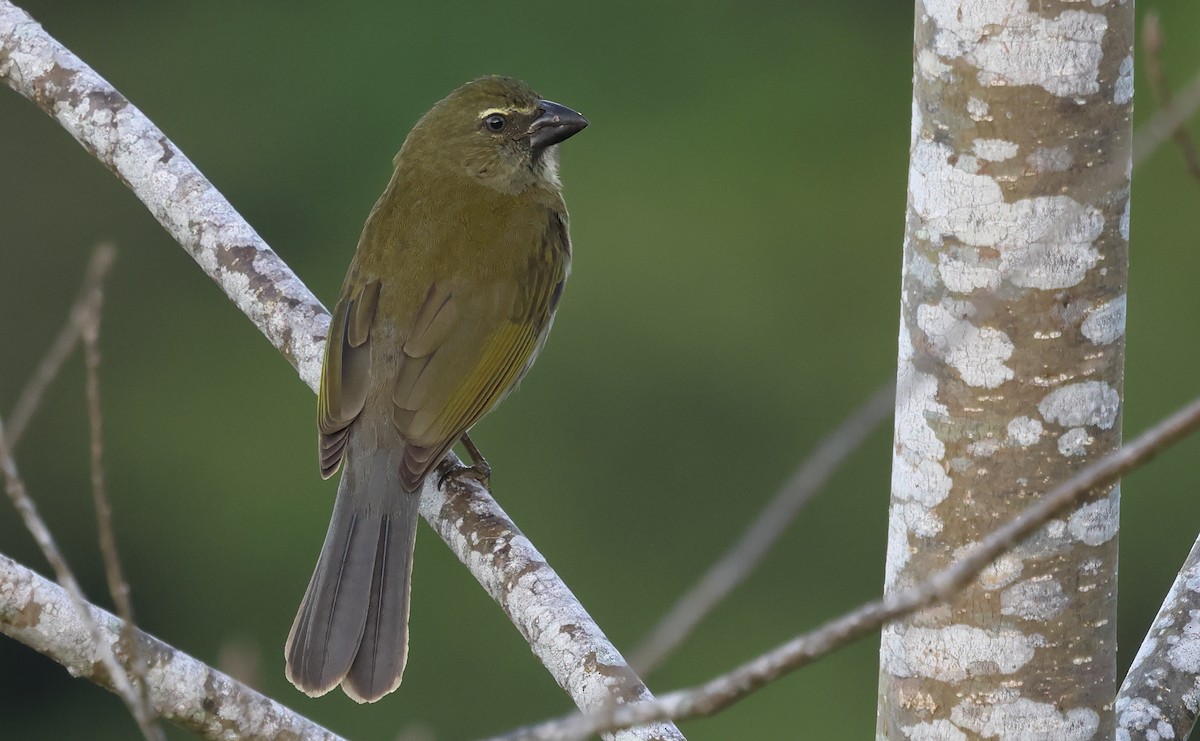 Streaked Saltator - ML650293346