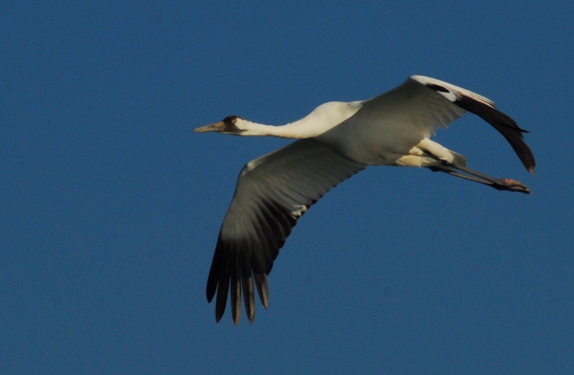 jeřáb americký - ML650293351