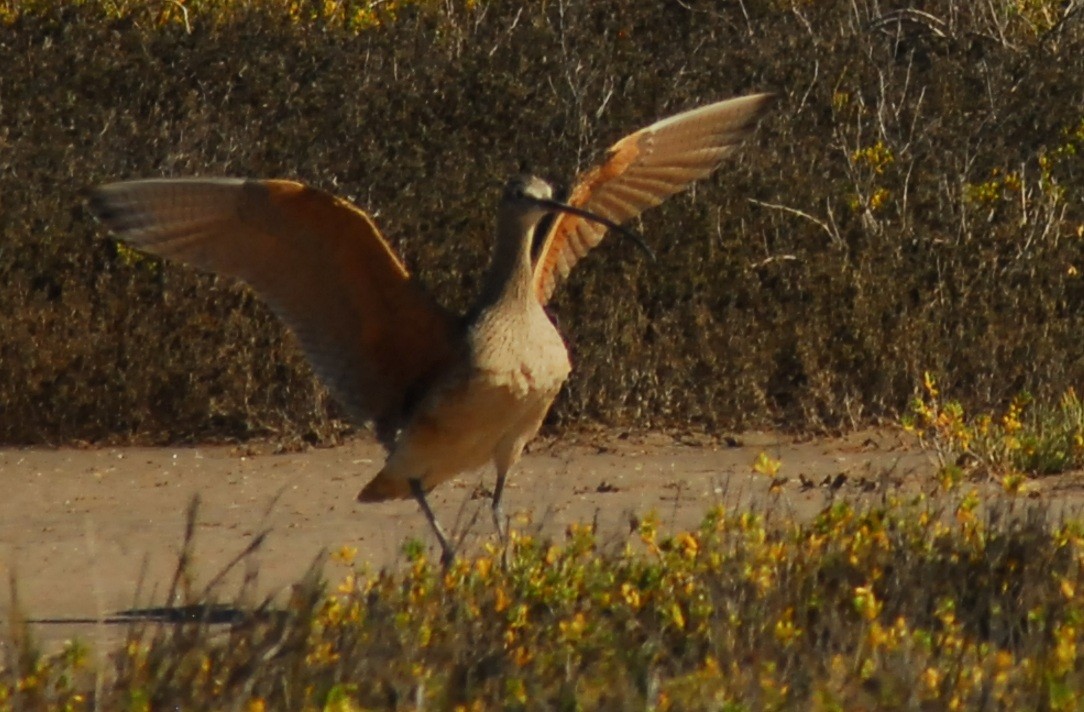 koliha americká - ML650293356