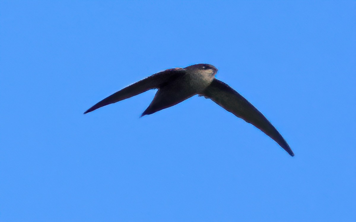 Costa Rican Swift - ML650293359