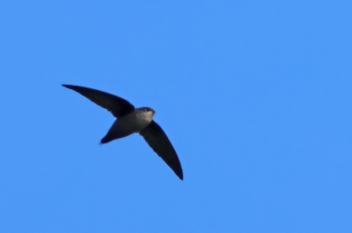 Costa Rican Swift - ML650293365