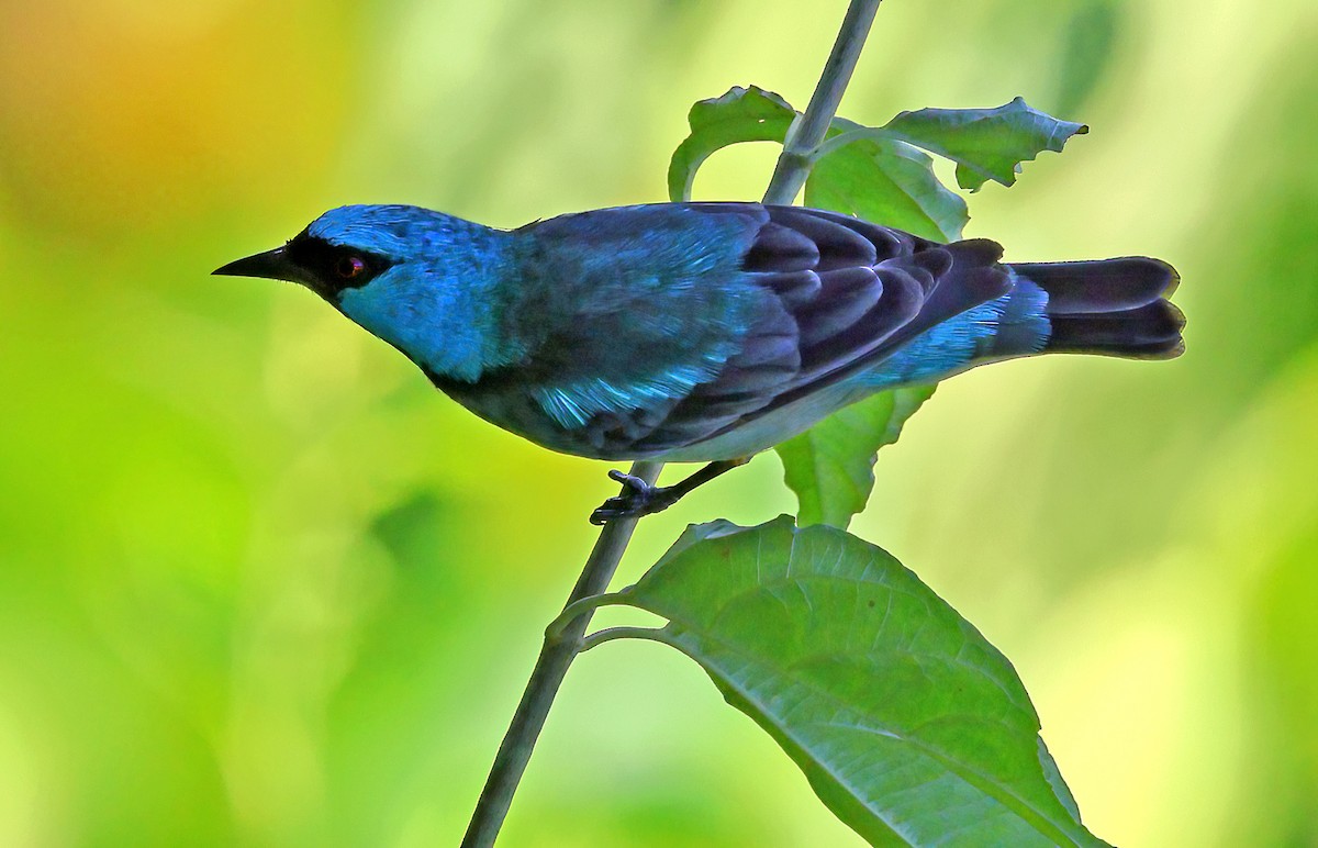 Scarlet-thighed Dacnis - ML650293371