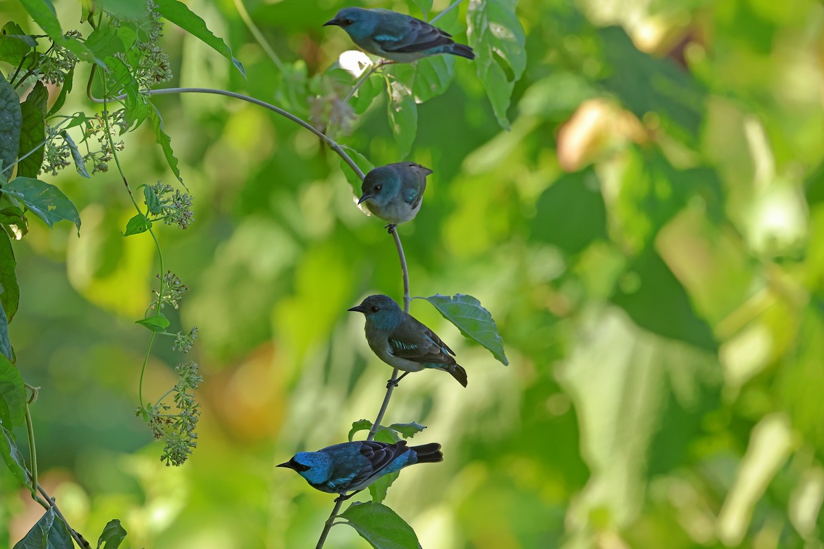 Scarlet-thighed Dacnis - ML650293373