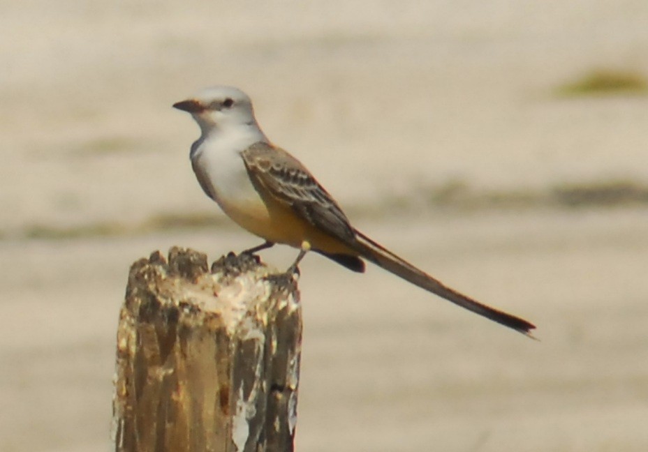 Scissor-tailed Flycatcher - ML650293375