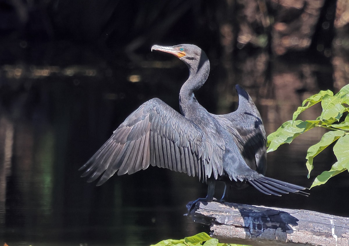 Neotropic Cormorant - ML650293393