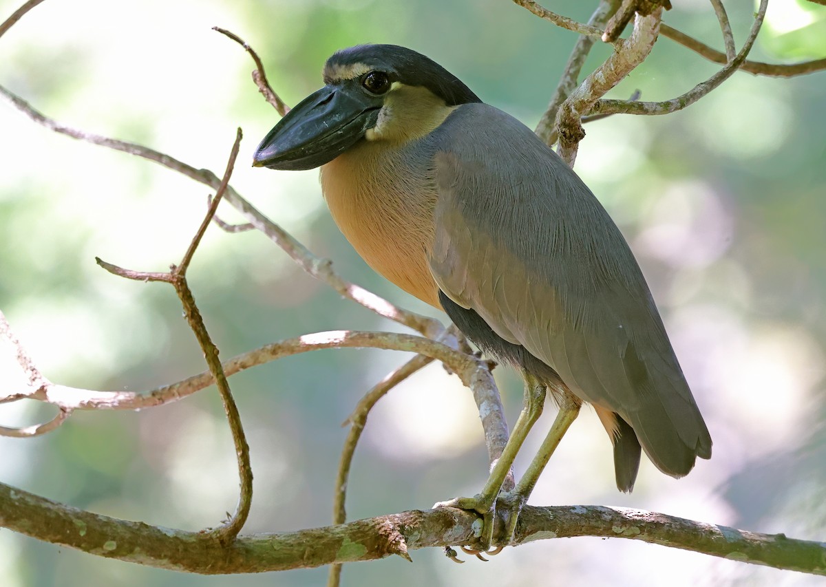 Boat-billed Heron - ML650293408