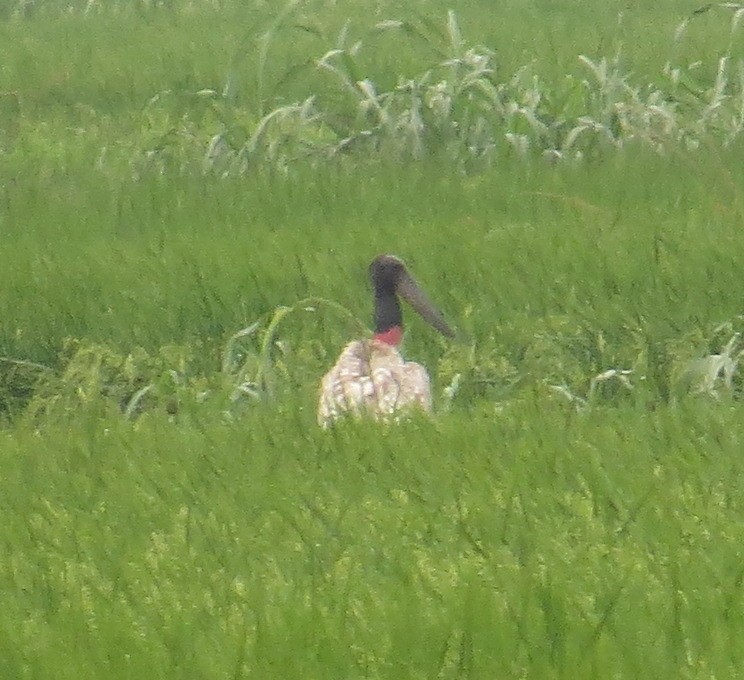 Jabiru - ML65029341