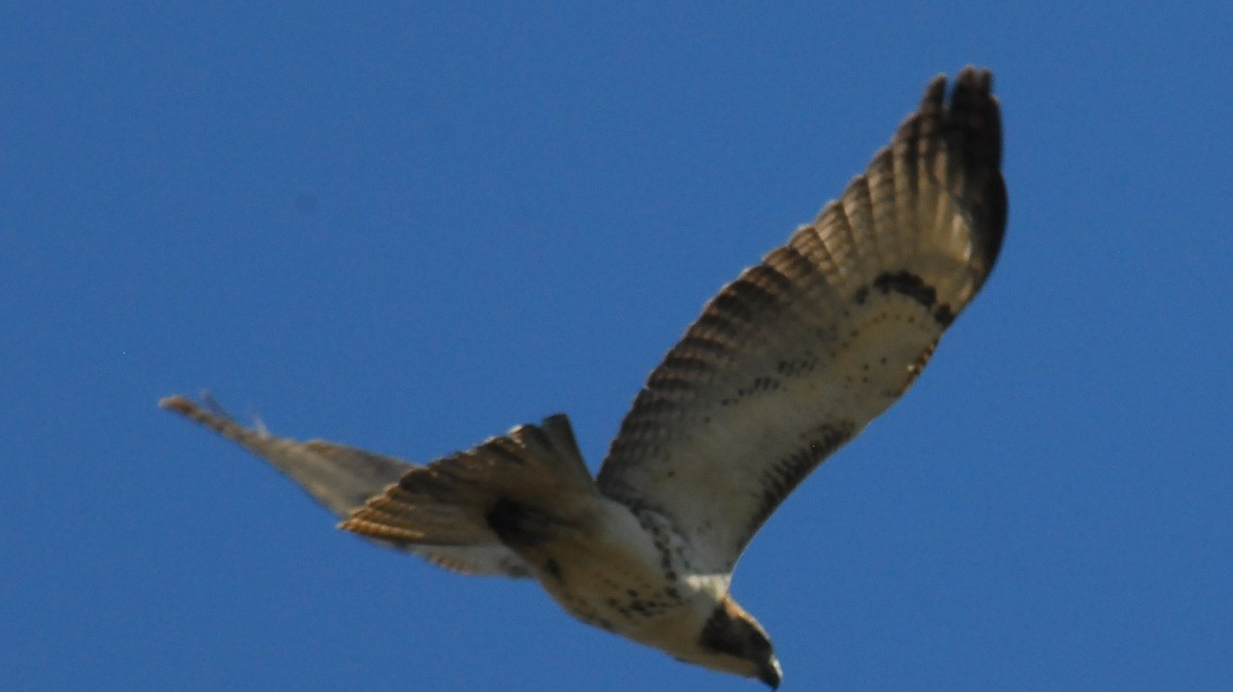 káně rudochvostá - ML650293417