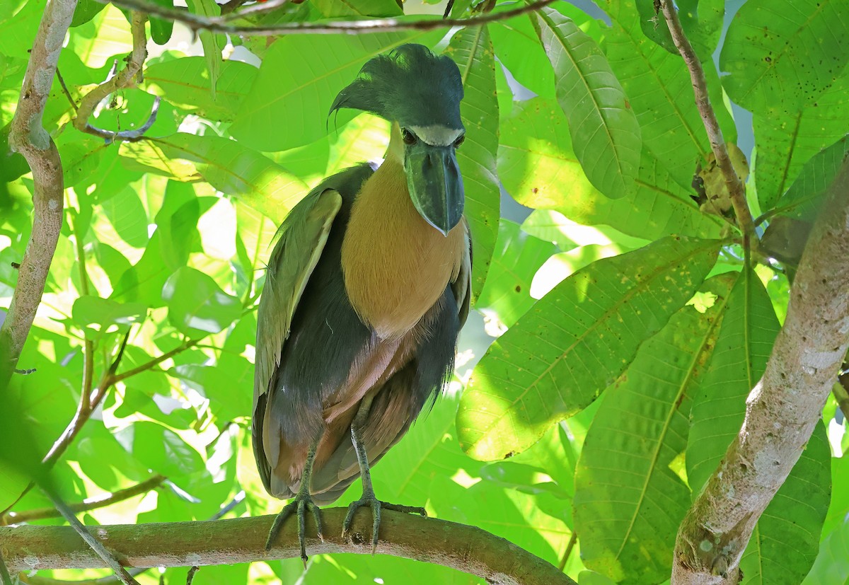 Boat-billed Heron - ML650293418