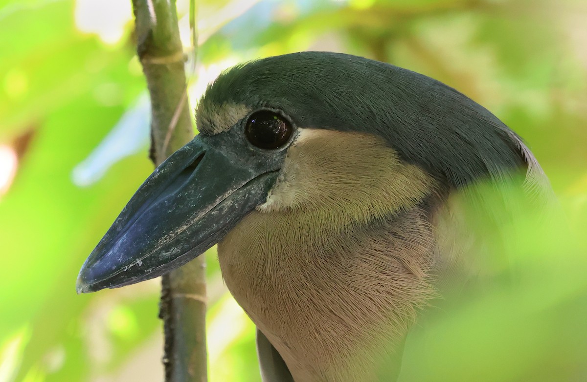 Boat-billed Heron - ML650293420