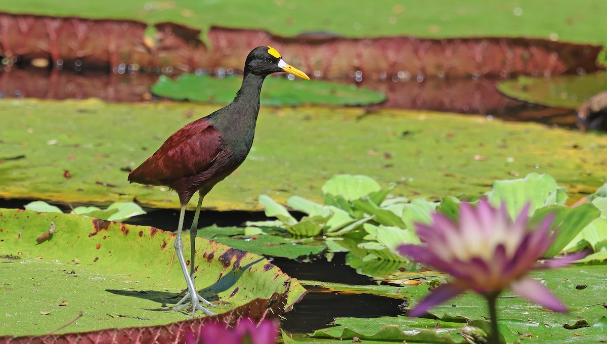 Northern Jacana - ML650293434