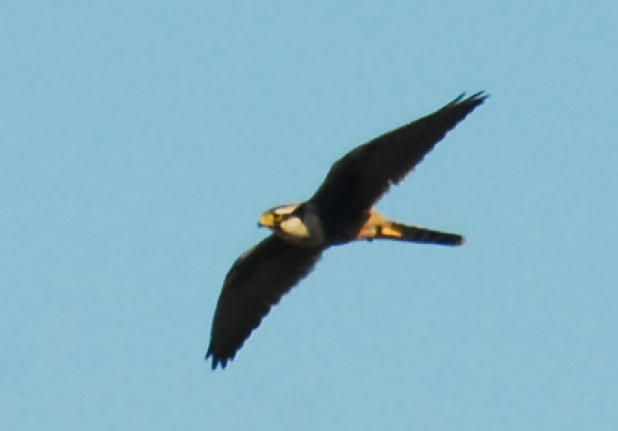 ostříž aplomado - ML650293437