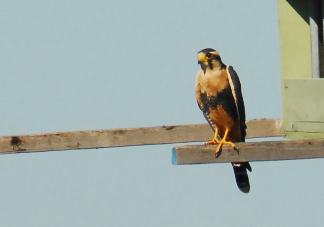 ostříž aplomado - ML650293438