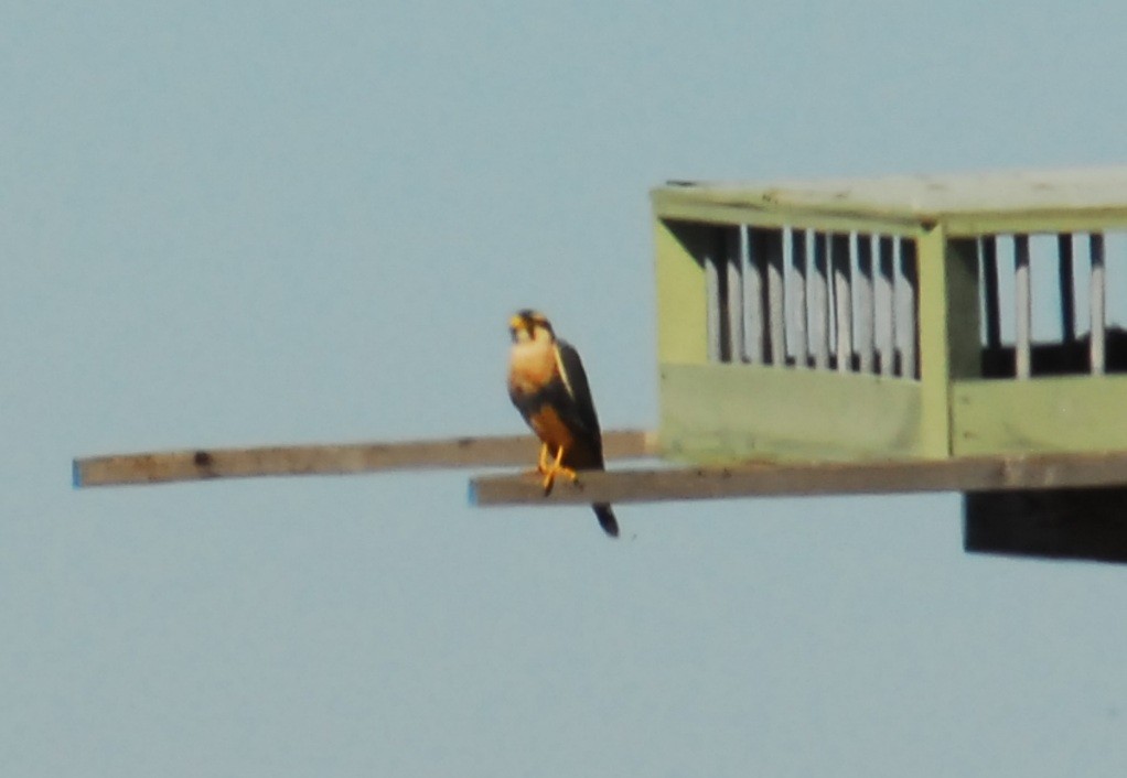 ostříž aplomado - ML650293439