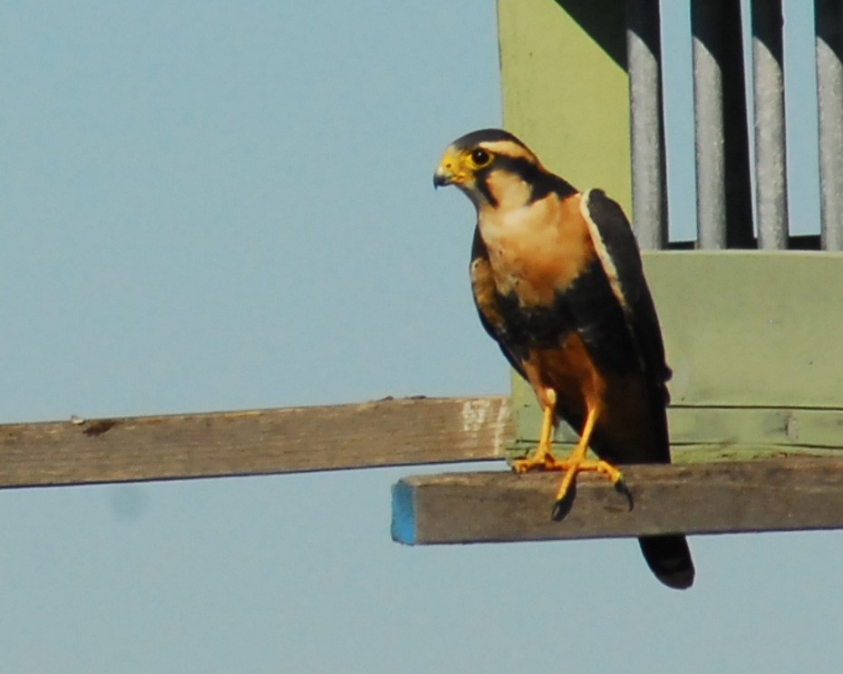 ostříž aplomado - ML650293440