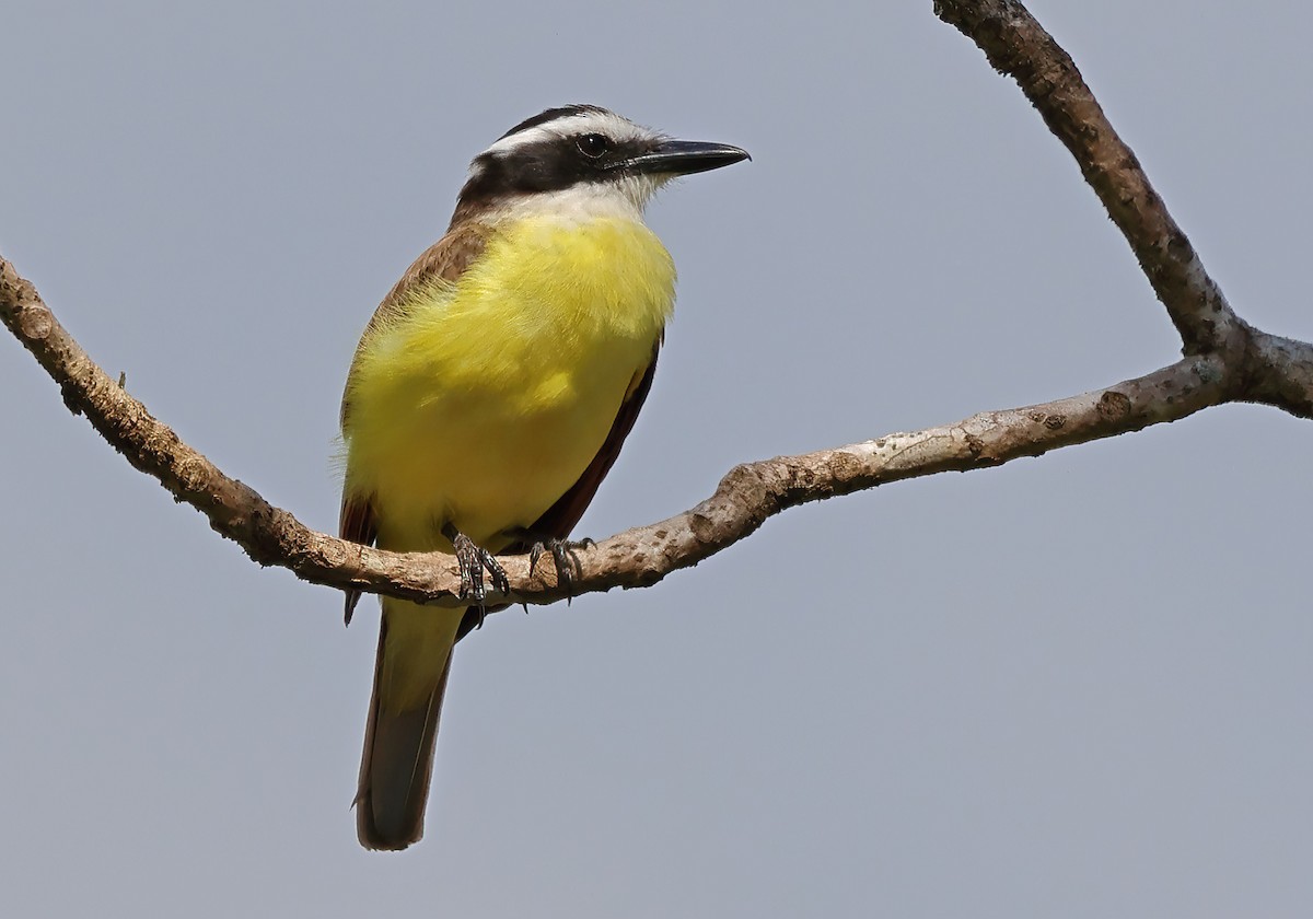 Boat-billed Flycatcher - ML650293468