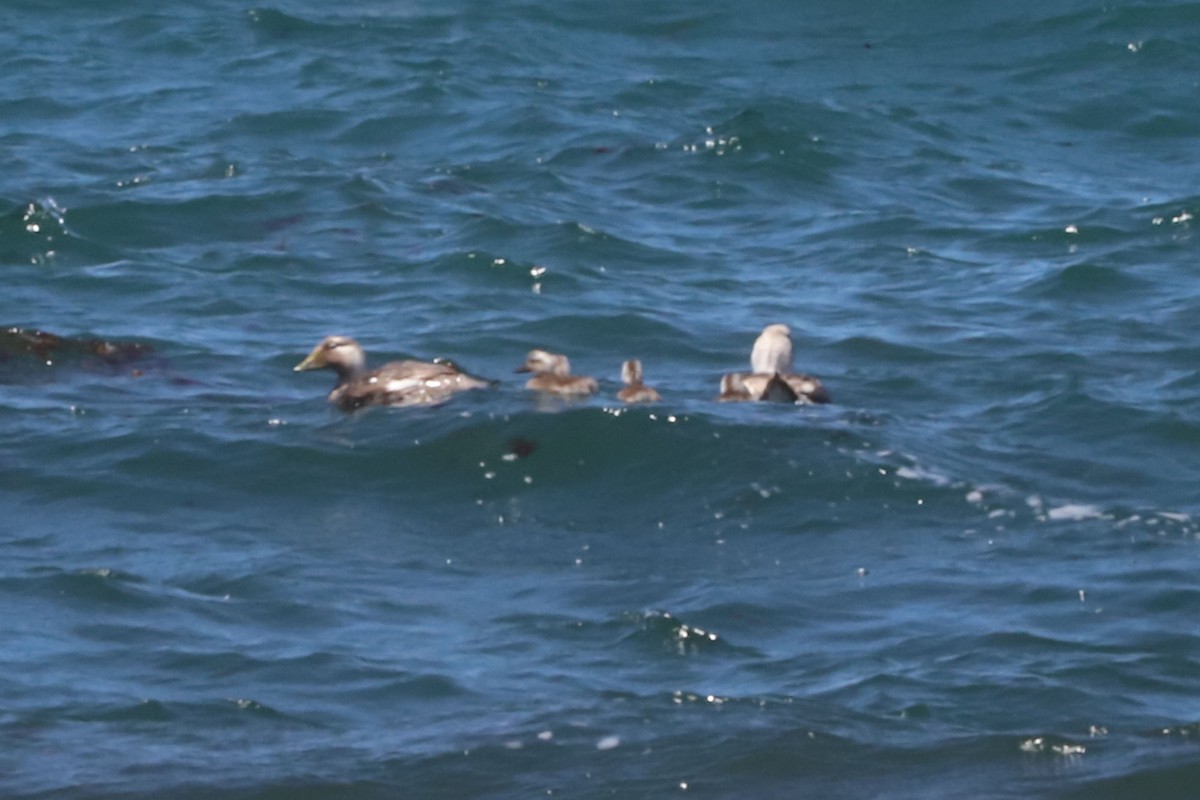 Brassemer à tête blanche - ML650293686