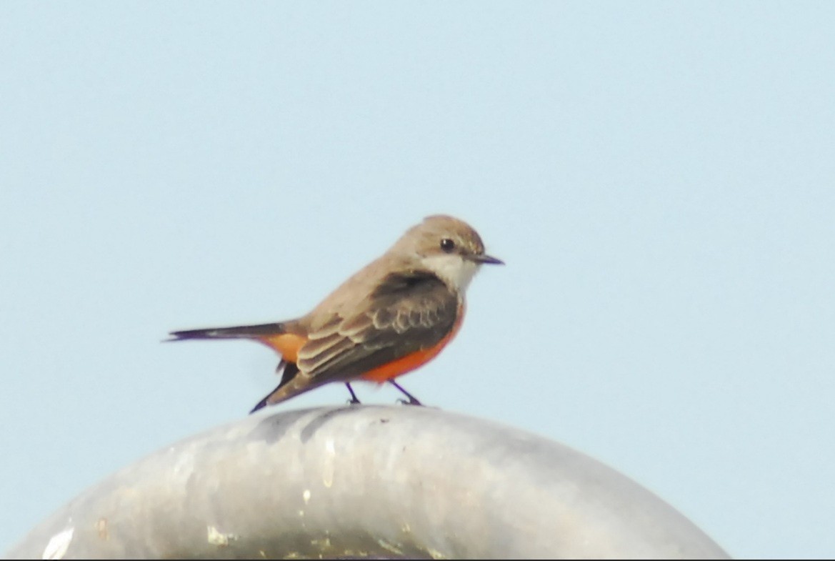 Vermilion Flycatcher - ML650293742