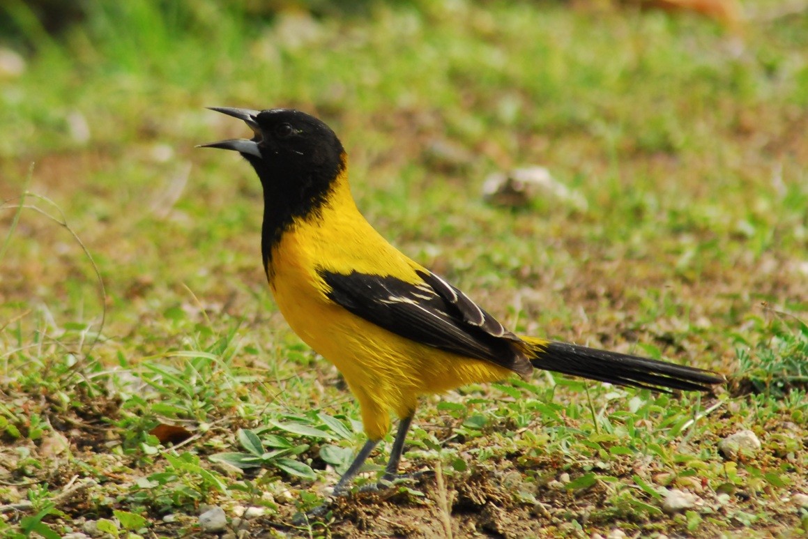 Audubon's Oriole - ML650293752