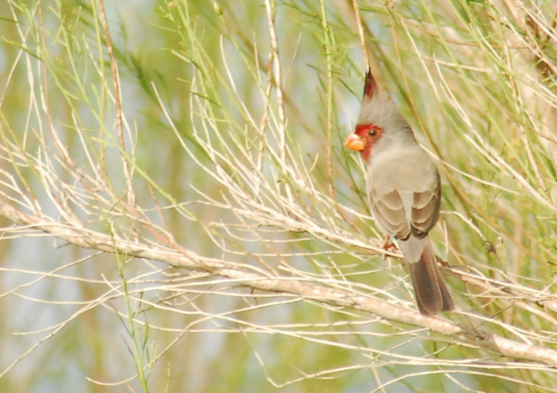 Pyrrhuloxia - ML650293754