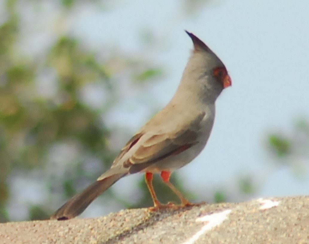 Pyrrhuloxia - ML650293755
