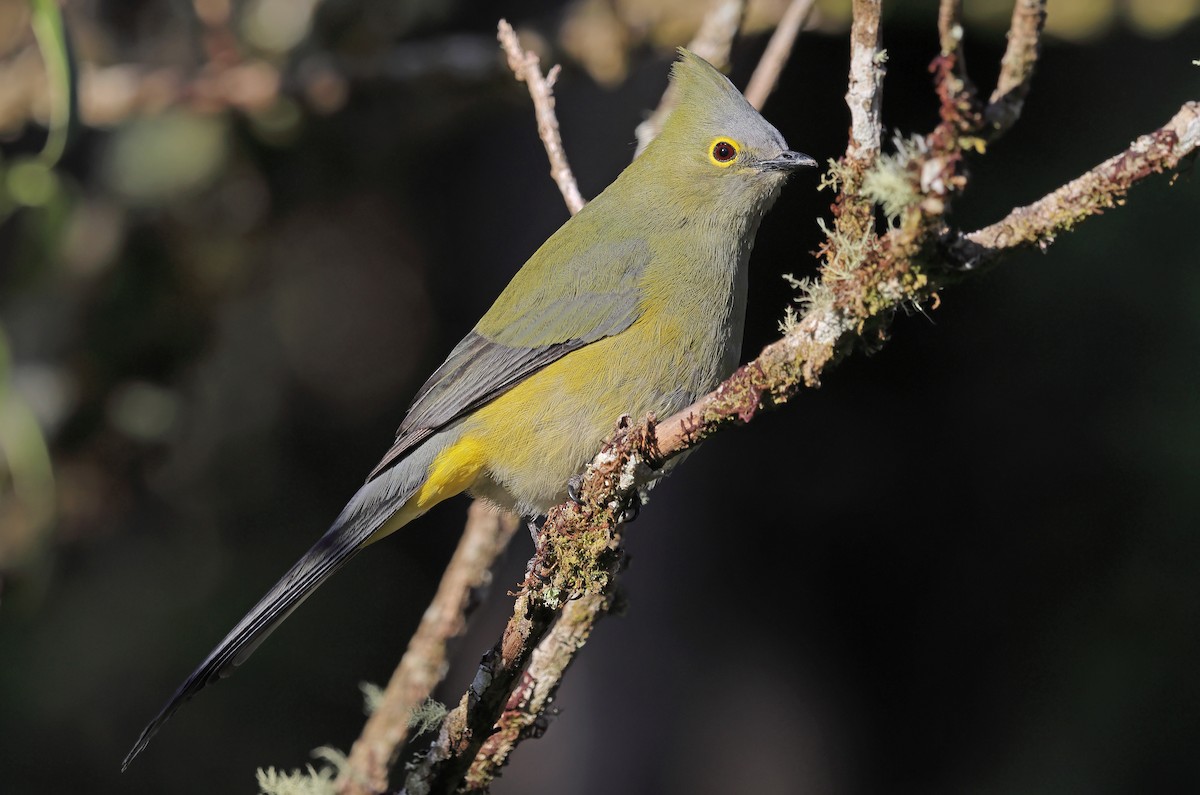 Long-tailed Silky-flycatcher - ML650294006