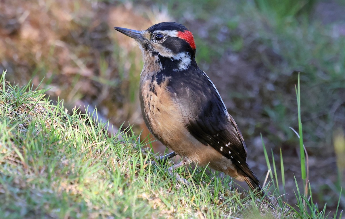 Hairy Woodpecker - ML650294020