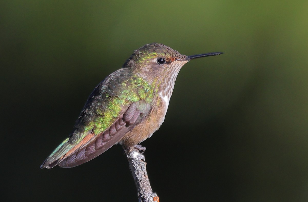 Scintillant Hummingbird - ML650294026