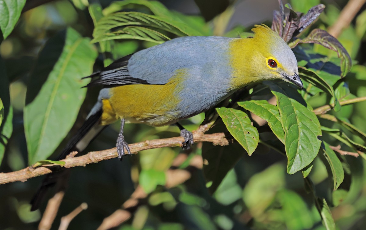 Long-tailed Silky-flycatcher - ML650294035