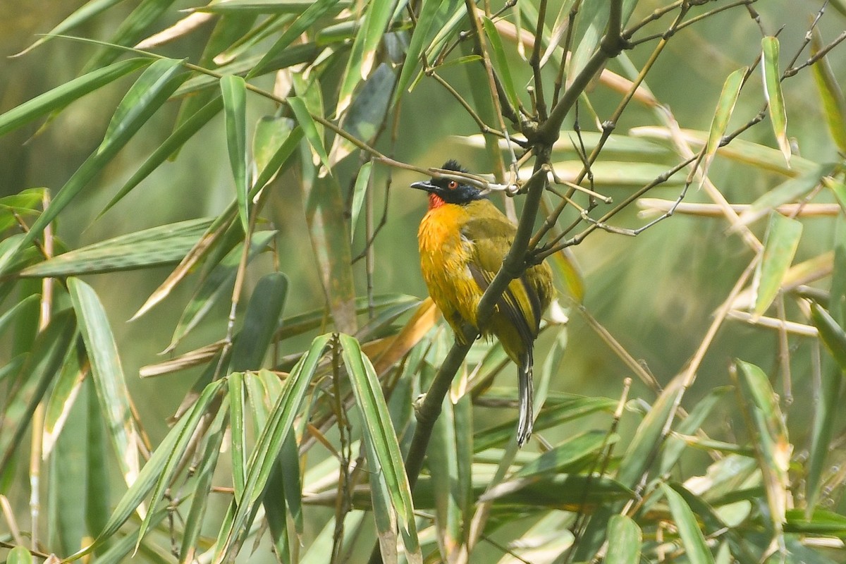 Ruby-throated Bulbul - ML650294068