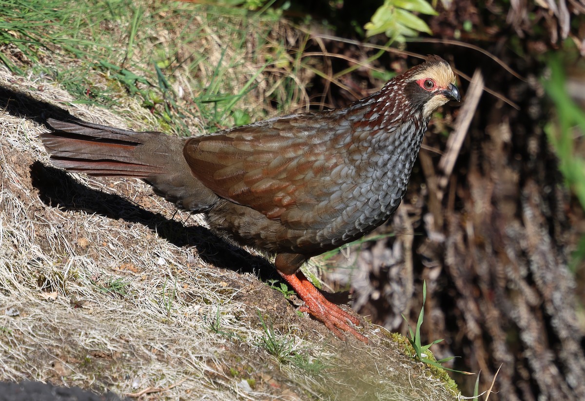 Buffy-crowned Wood-Partridge - ML650294077