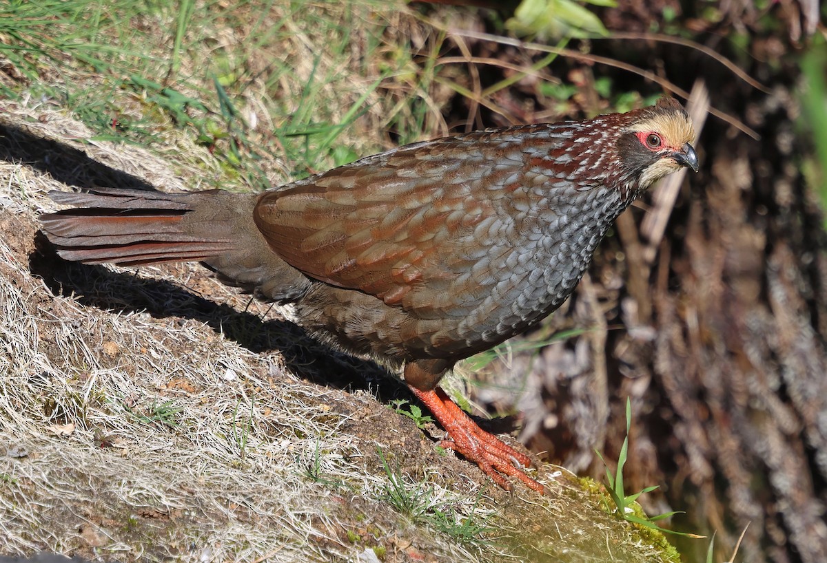 Buffy-crowned Wood-Partridge - ML650294079