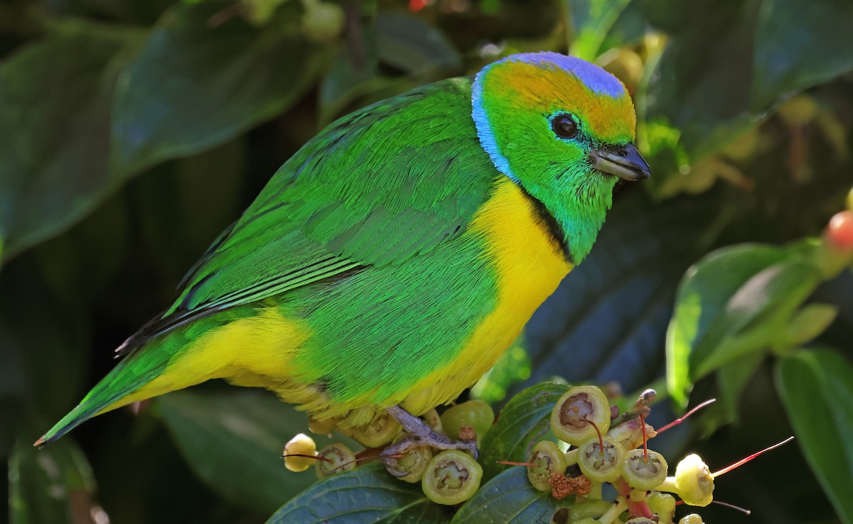 Golden-browed Chlorophonia - ML650294087