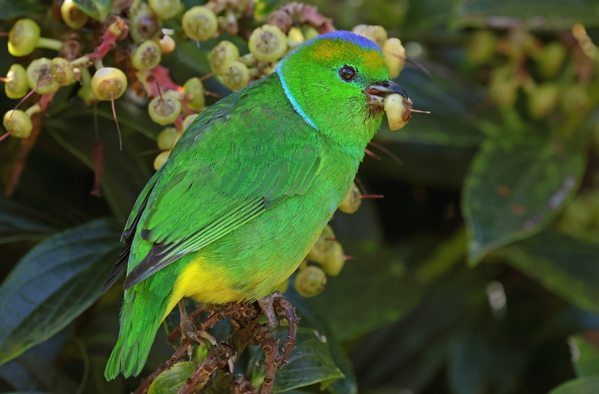 Golden-browed Chlorophonia - ML650294103