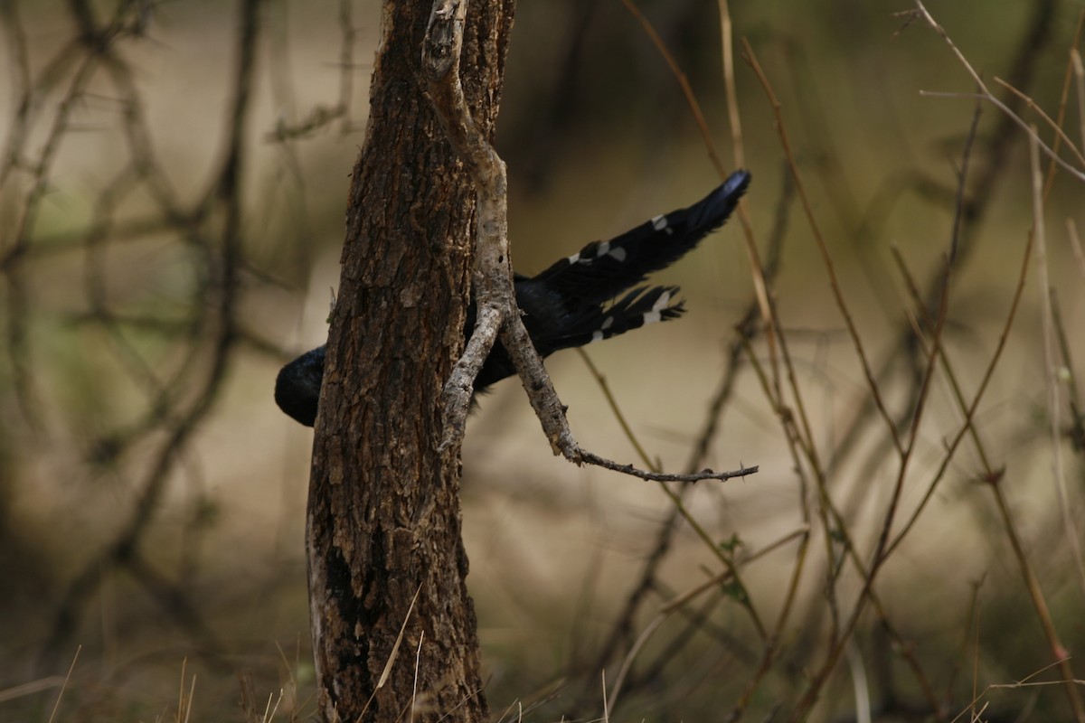 Green Woodhoopoe - ML650294317