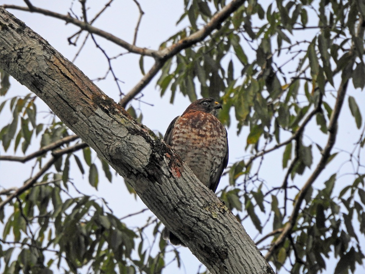 Busardo Aliancho - ML650294568