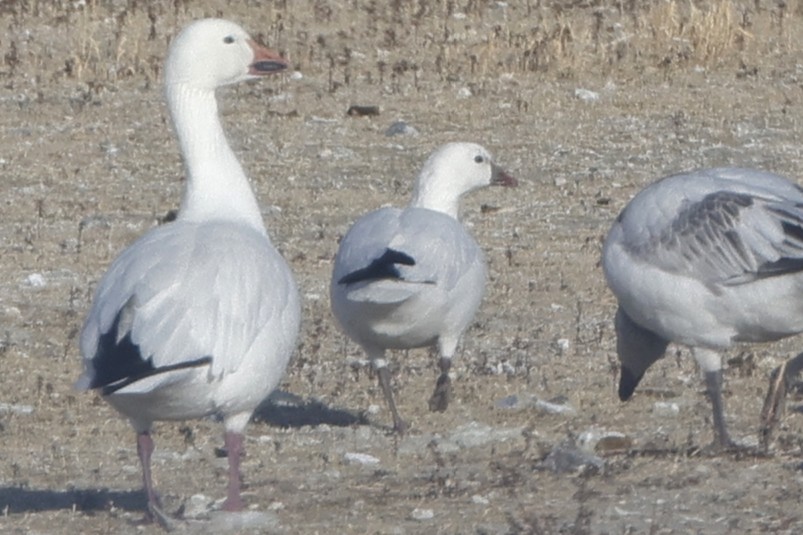 ヒメハクガン - ML650294737