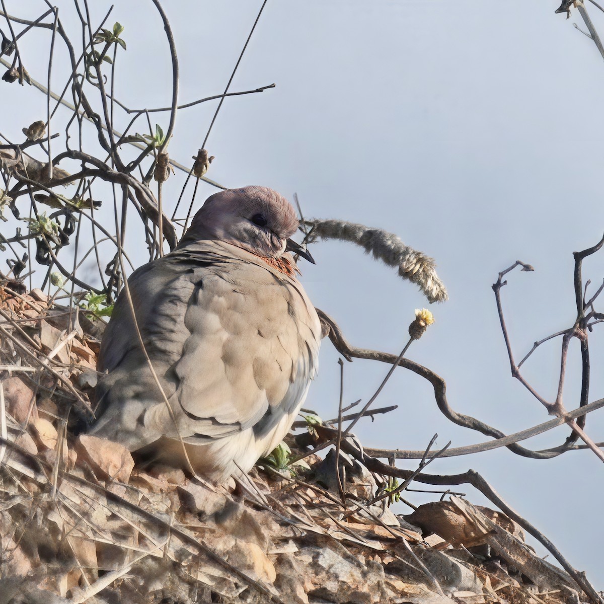 Laughing Dove - ML650294937