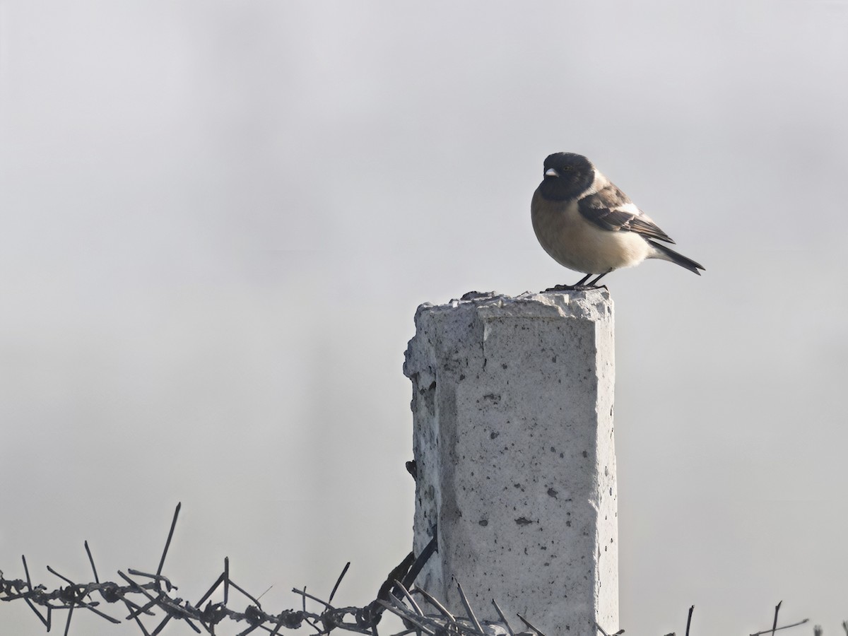 Siberian Stonechat - ML650294950