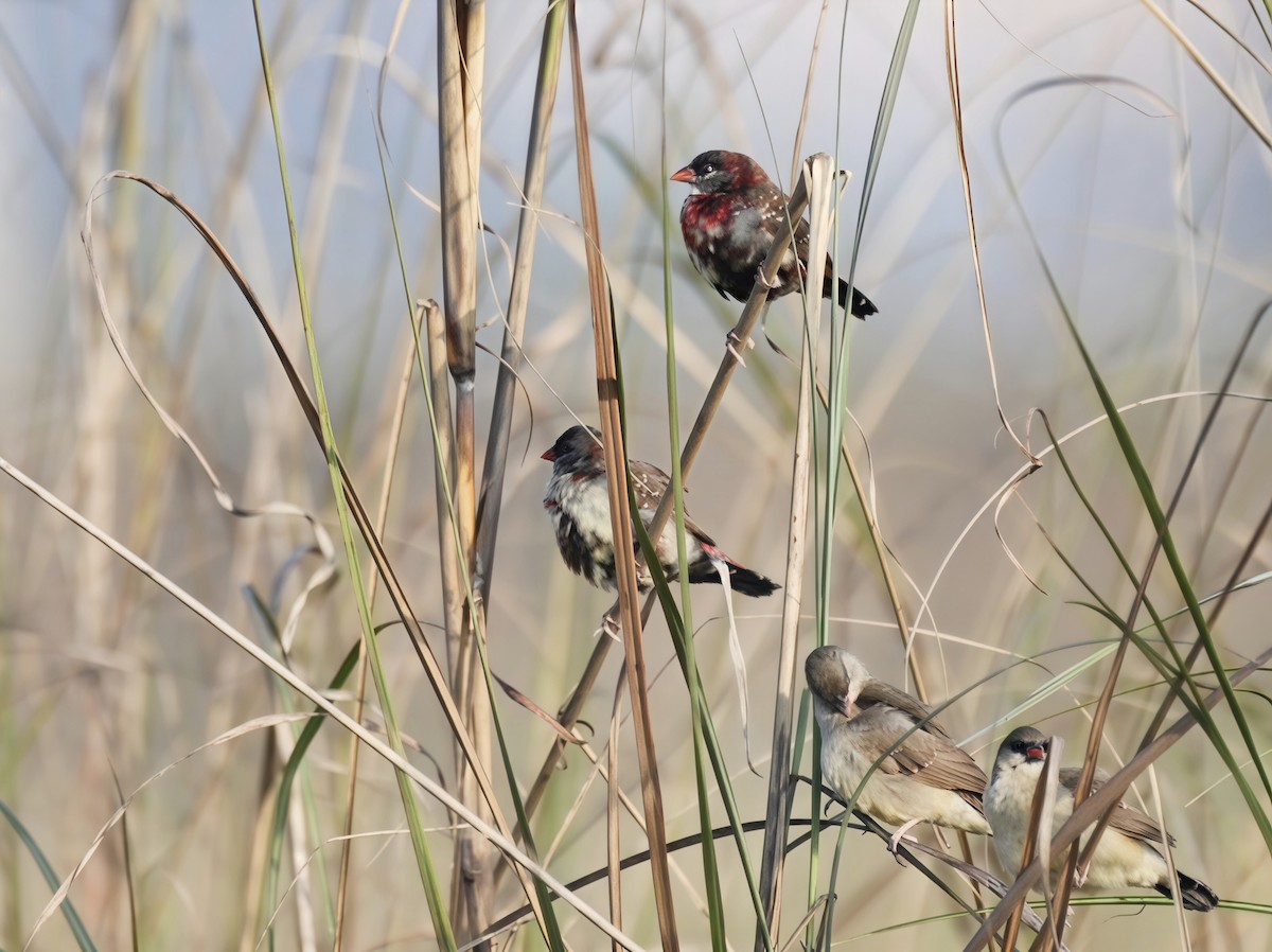 Red Avadavat - ML650294961