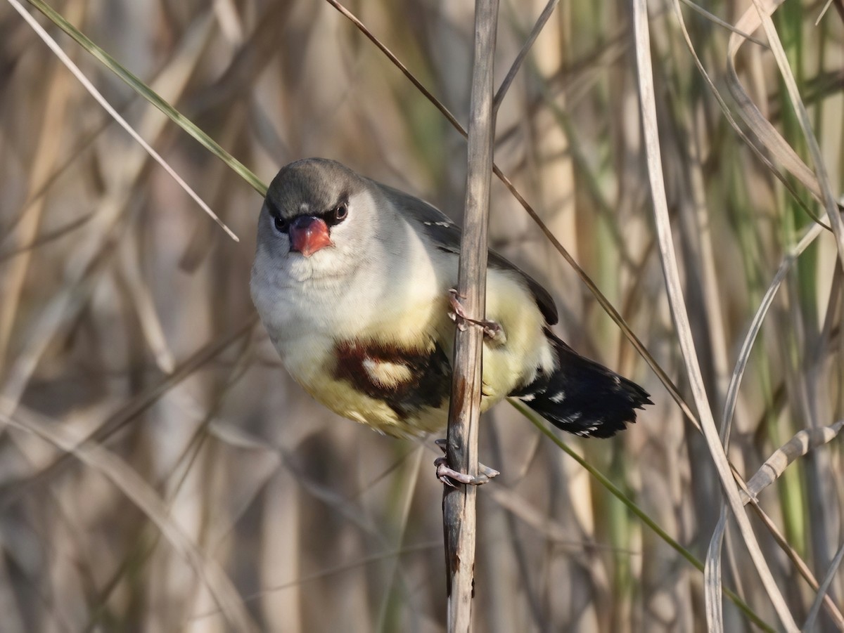 Red Avadavat - ML650294962