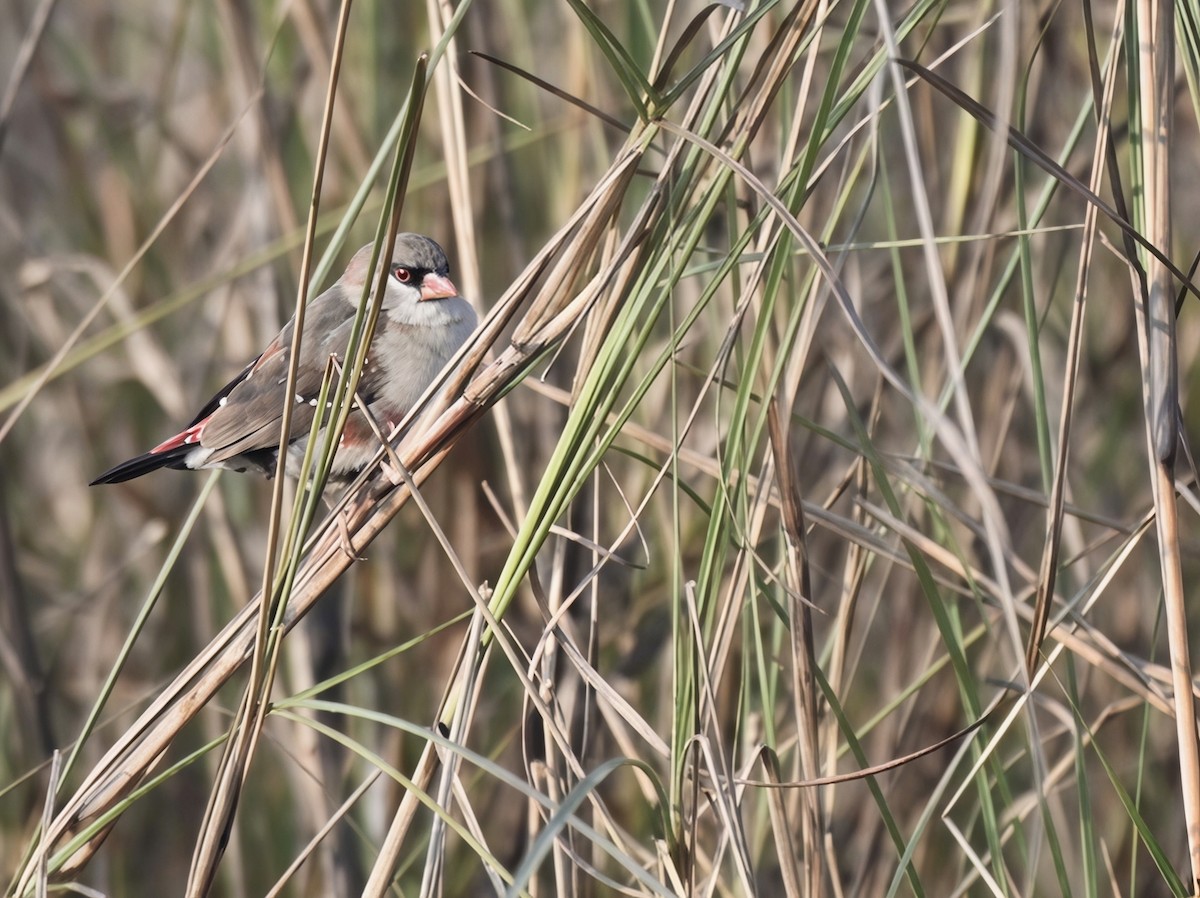 Red Avadavat - ML650294963