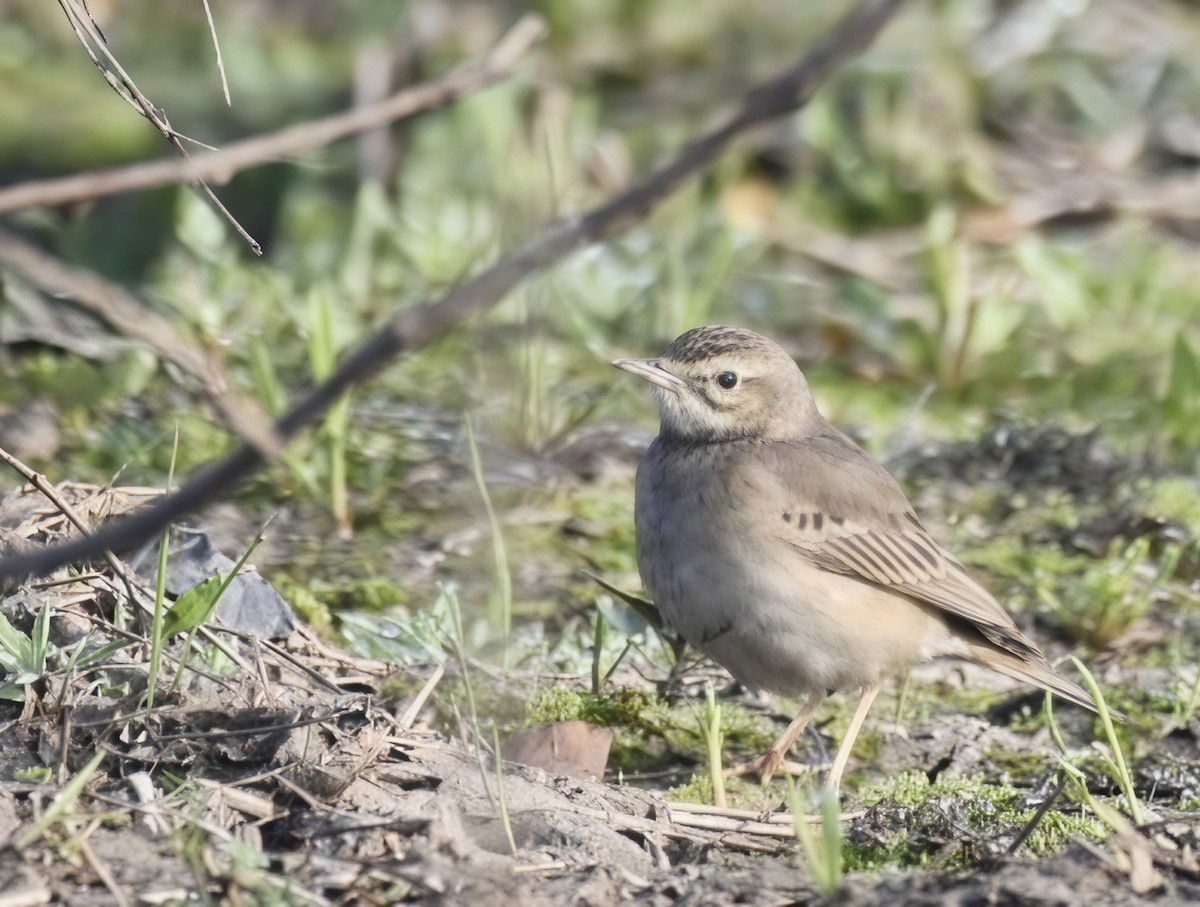 Tawny Pipit - ML650294980