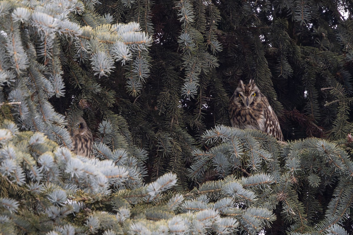 Gufo di palude - ML650294984