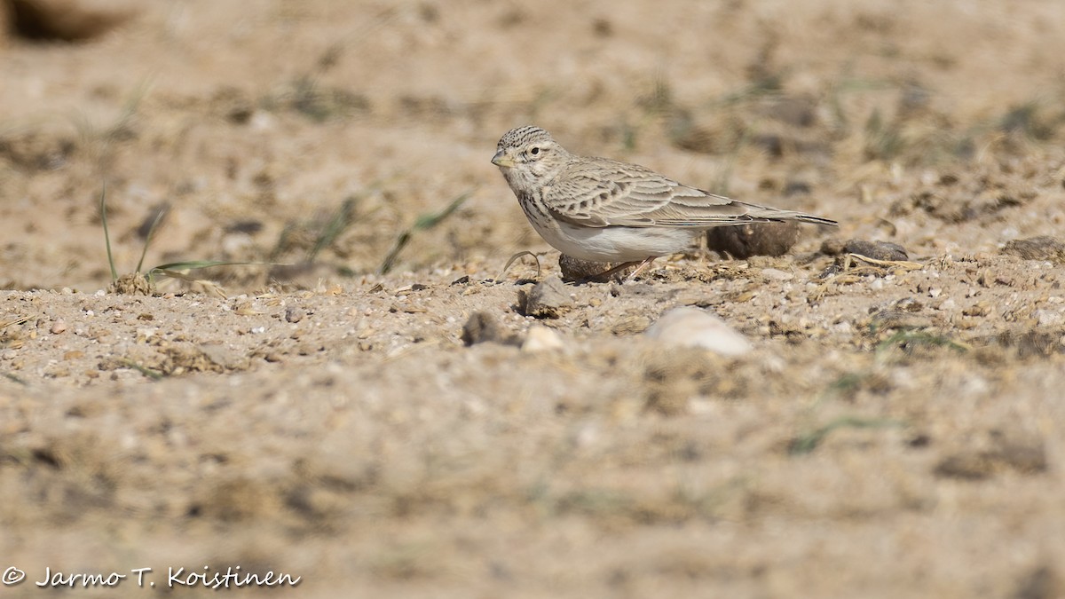 Mediterranean/Turkestan Short-toed Lark - ML650295338