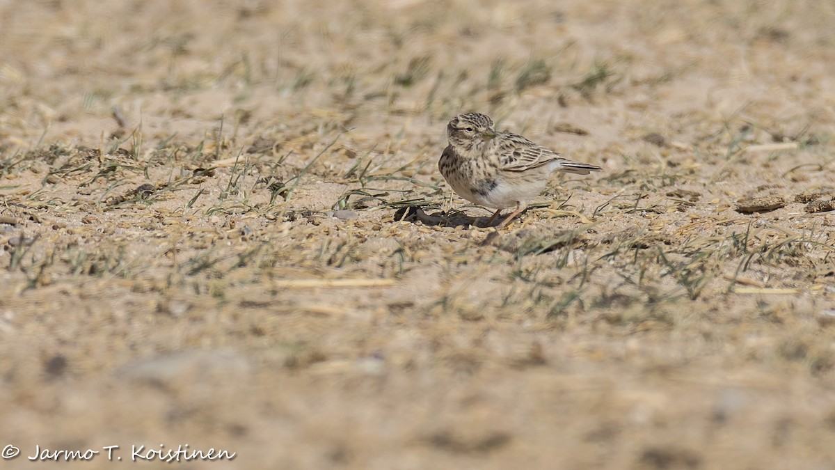Mediterranean/Turkestan Short-toed Lark - ML650295339
