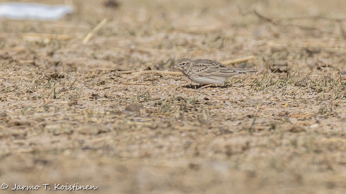 Mediterranean/Turkestan Short-toed Lark - ML650295340