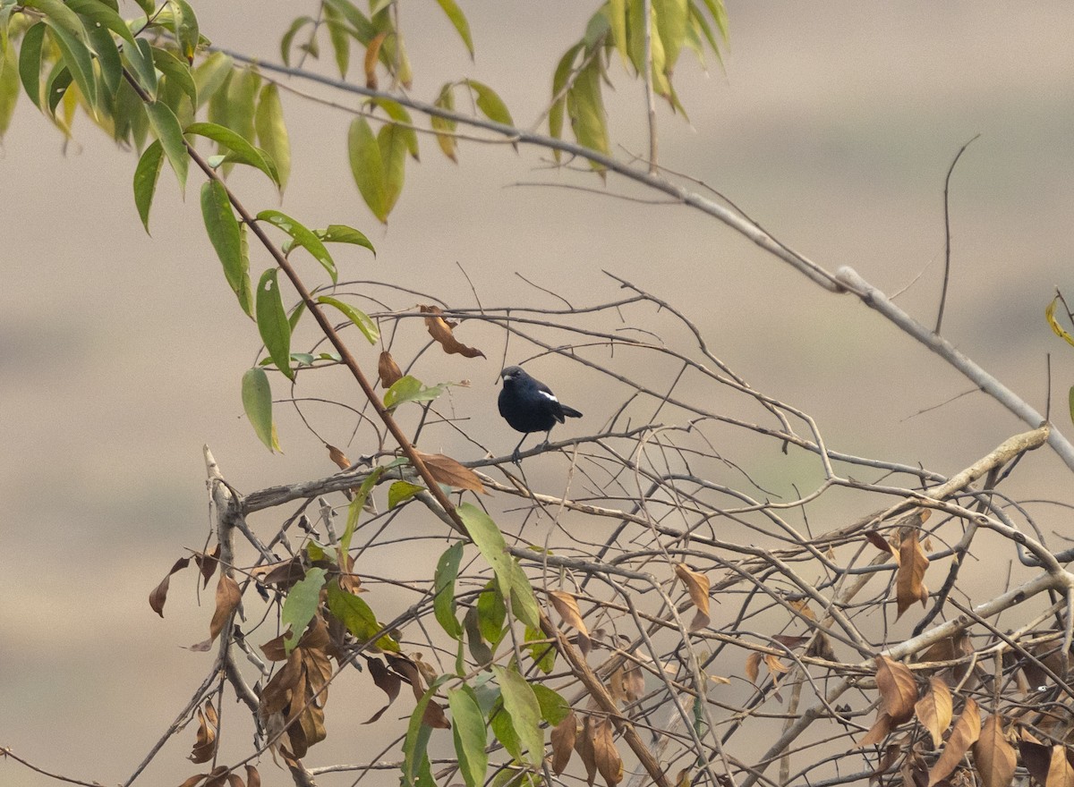 鵲鴝 - ML650295409