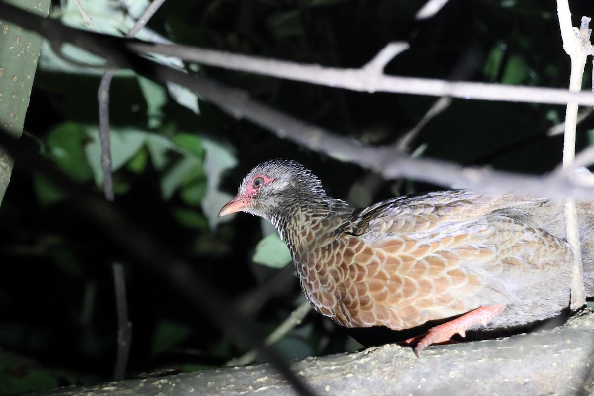 Kızılca Horoz Kekliği - ML650295548