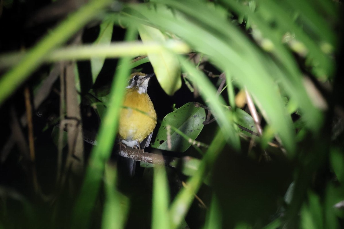 Turuncu Başlı Ardıç - ML650295650